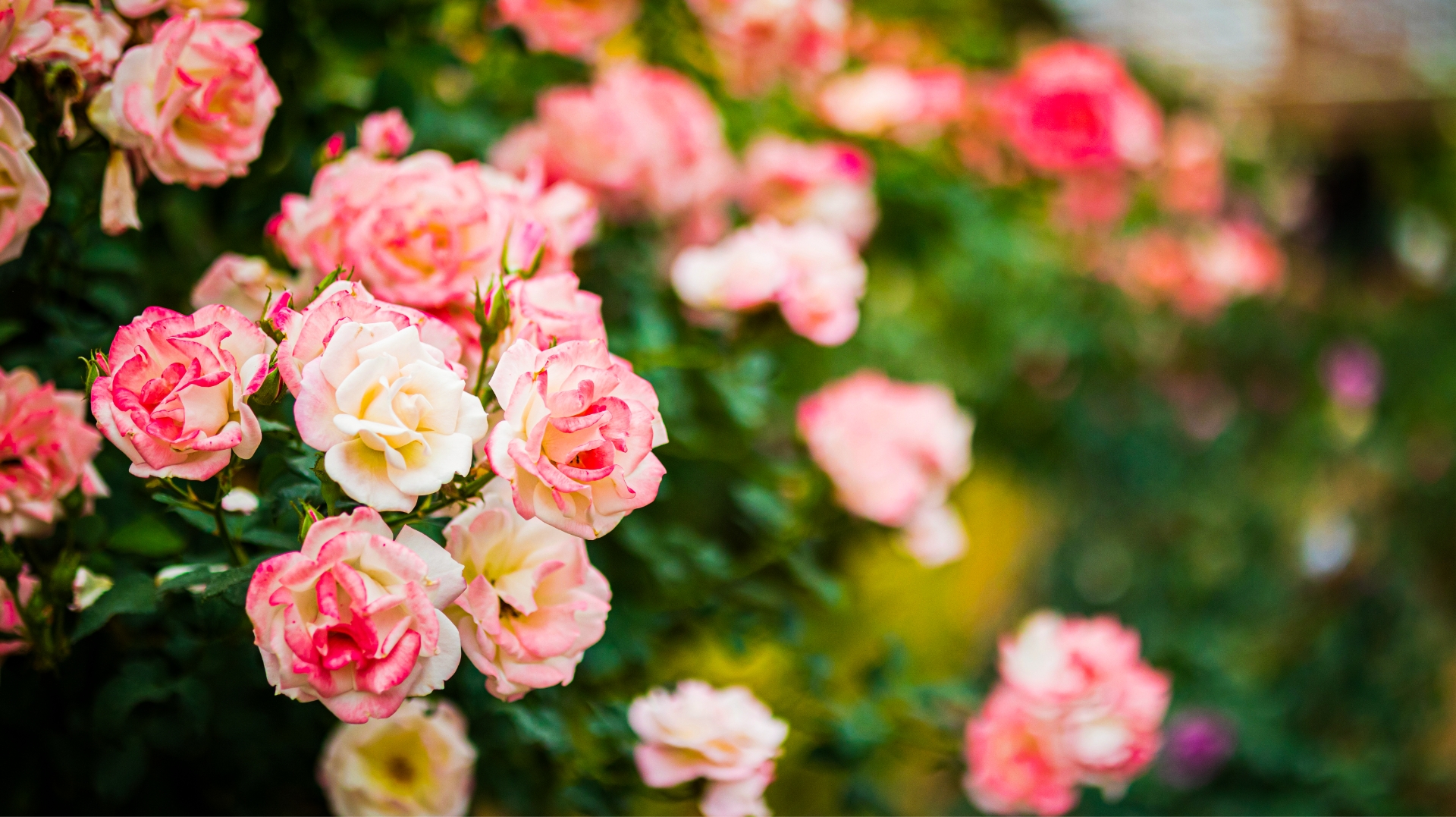 合同会社ルルド